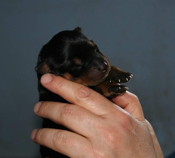 Rottweiler hvalpe billede 6