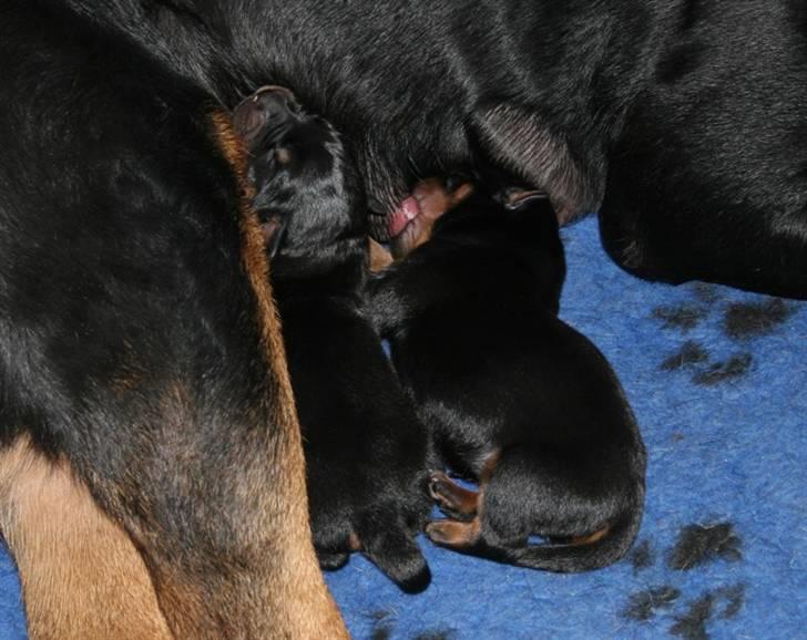 Rottweiler hvalpe billede 7