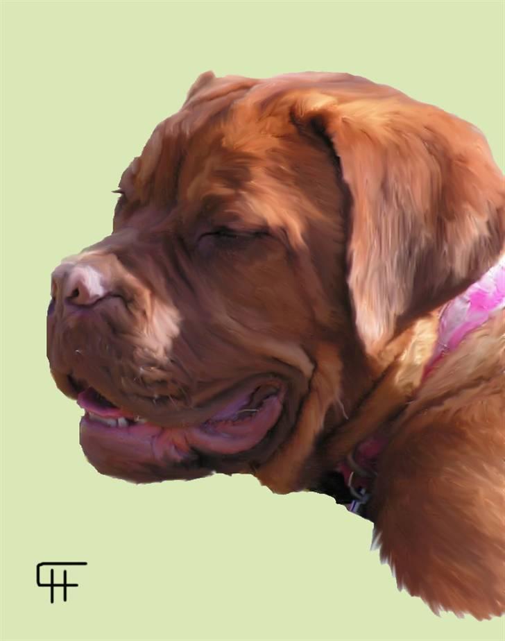 Tegninger af andres hunde - Dogue de bordeaux Hanky Prenky. billede 261