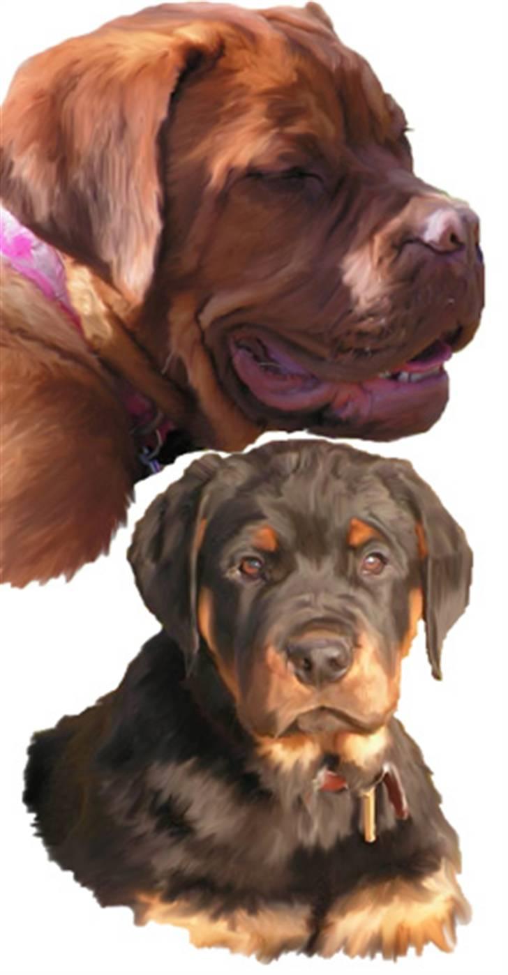 Tegninger af andres hunde - Rottweiler MR Kessler 
og Dogue de bordeaux Hanky Prenky. billede 262