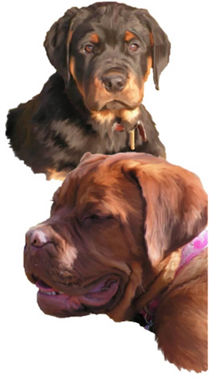 Tegninger af andres hunde billede 263