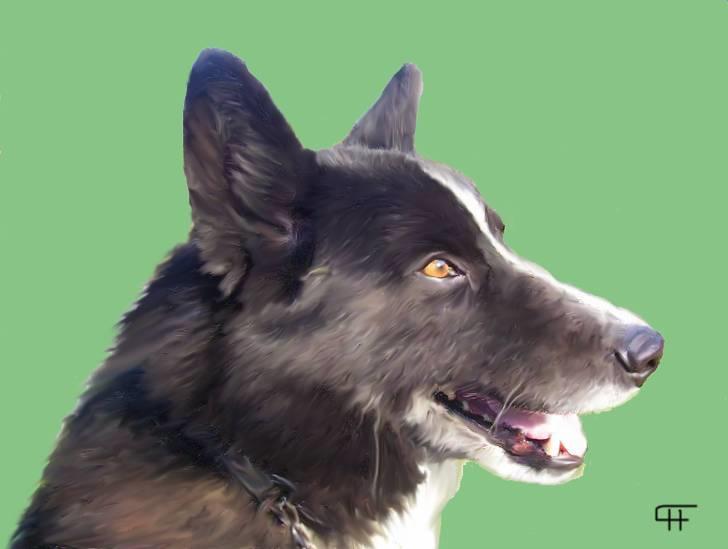 Tegninger af andres hunde - Karelsk bjørnehund Willie. billede 264