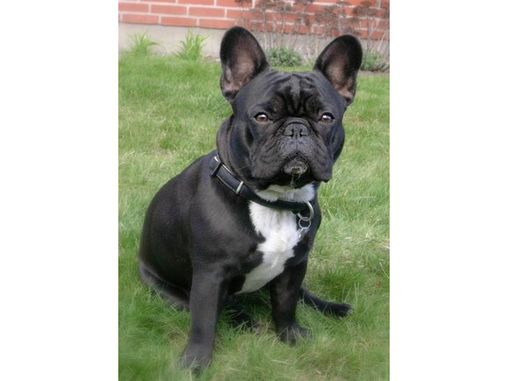 {{currentPhoto.altText}} billede {{currentPhoto.number}}