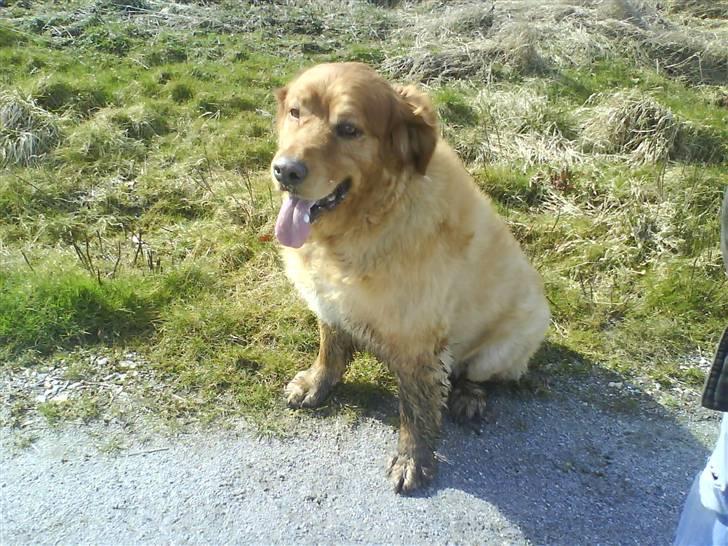 Gåtur i sneen i engen - Rune's hund basse, blanding af en golden og en sankt bernerd (staves) billede 37