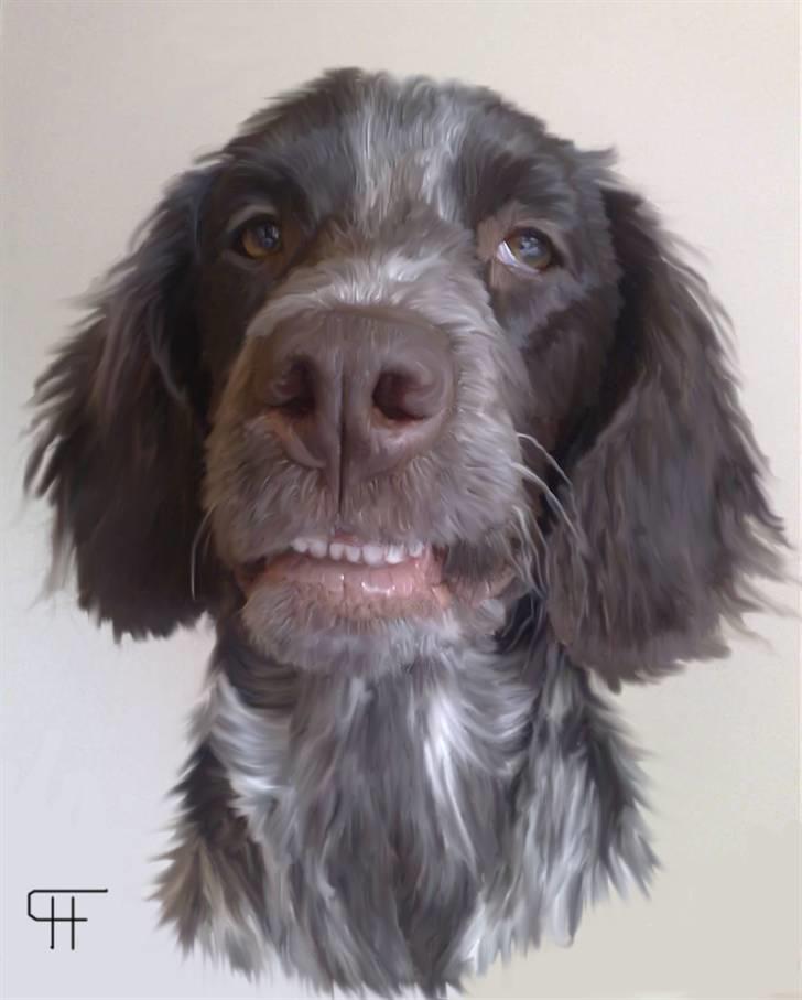 Tegninger af andres hunde - Kleiner münsterländer Diva. billede 265