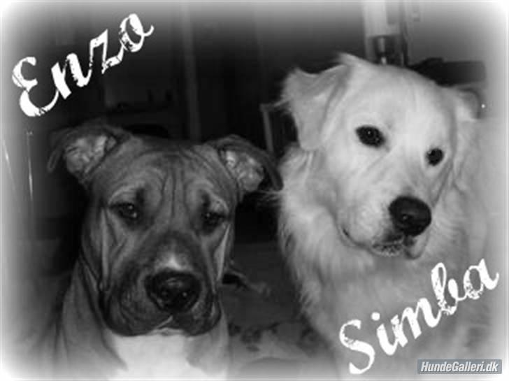 Simba-kunst <3 billede 14