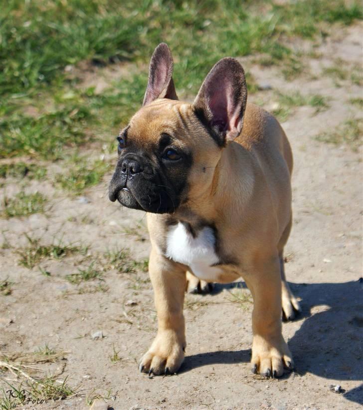 Nye billeder af Joker. billede 1