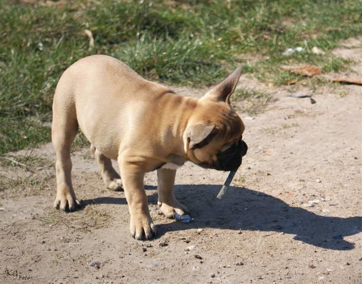Nye billeder af Joker. billede 2