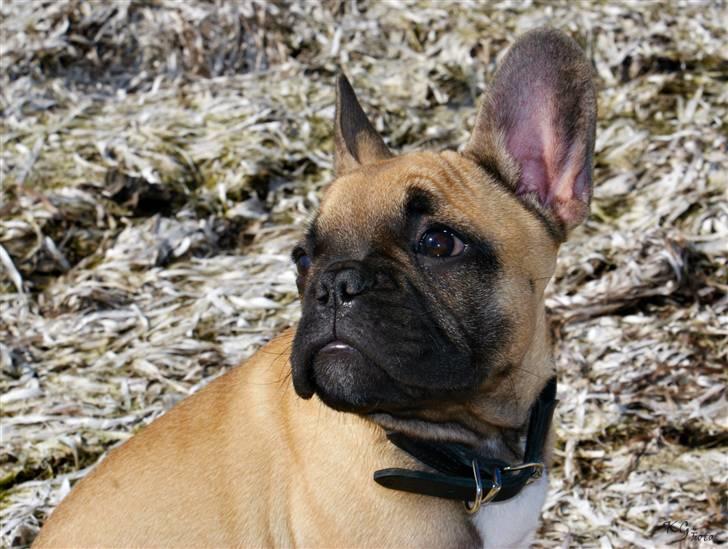 Nye billeder af Joker. billede 3