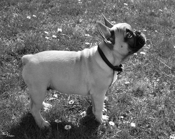 Nye billeder af Joker. billede 4