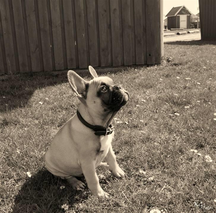 Nye billeder af Joker. billede 5