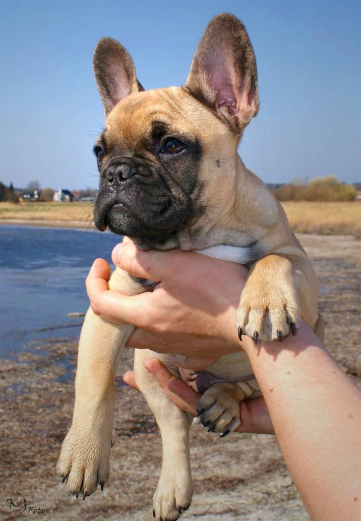 Nye billeder af Joker. billede 6