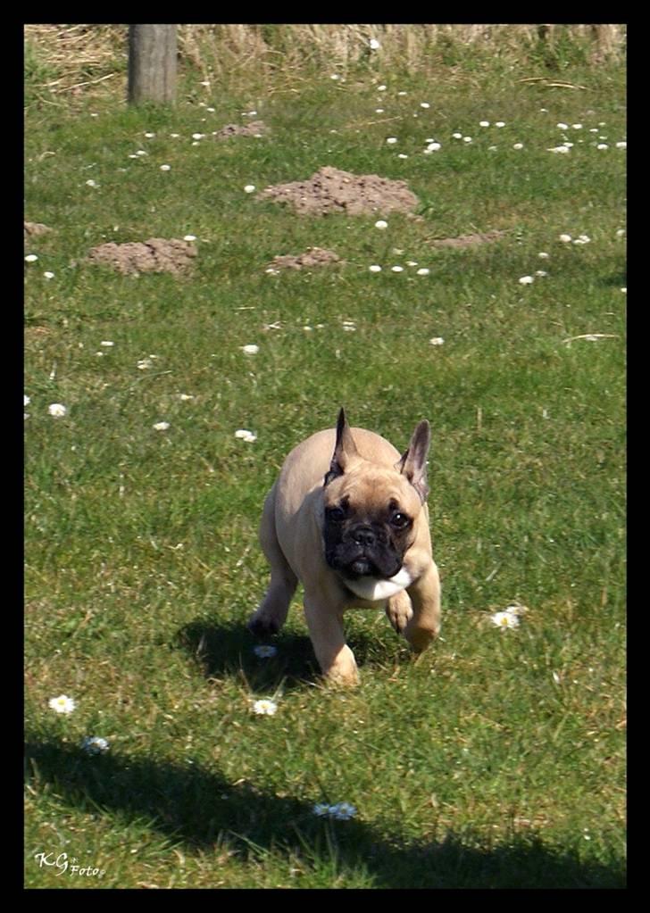 Nye billeder af Joker. billede 7