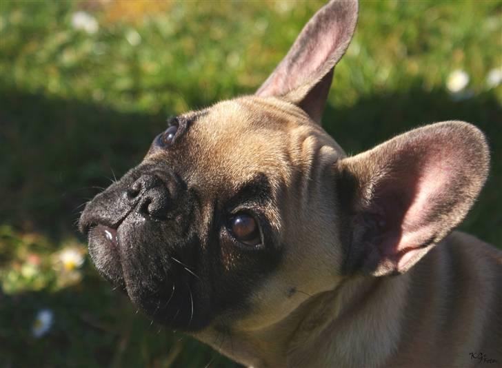 Nye billeder af Joker. billede 8