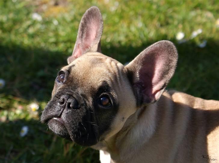 Nye billeder af Joker. billede 9