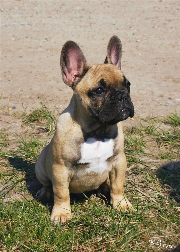 Nye billeder af Joker. billede 10