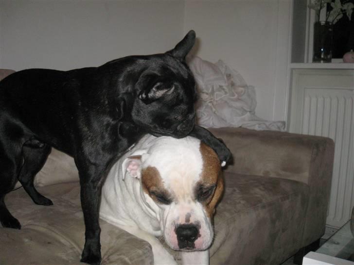 Louis, fransk bull/mops billede 1