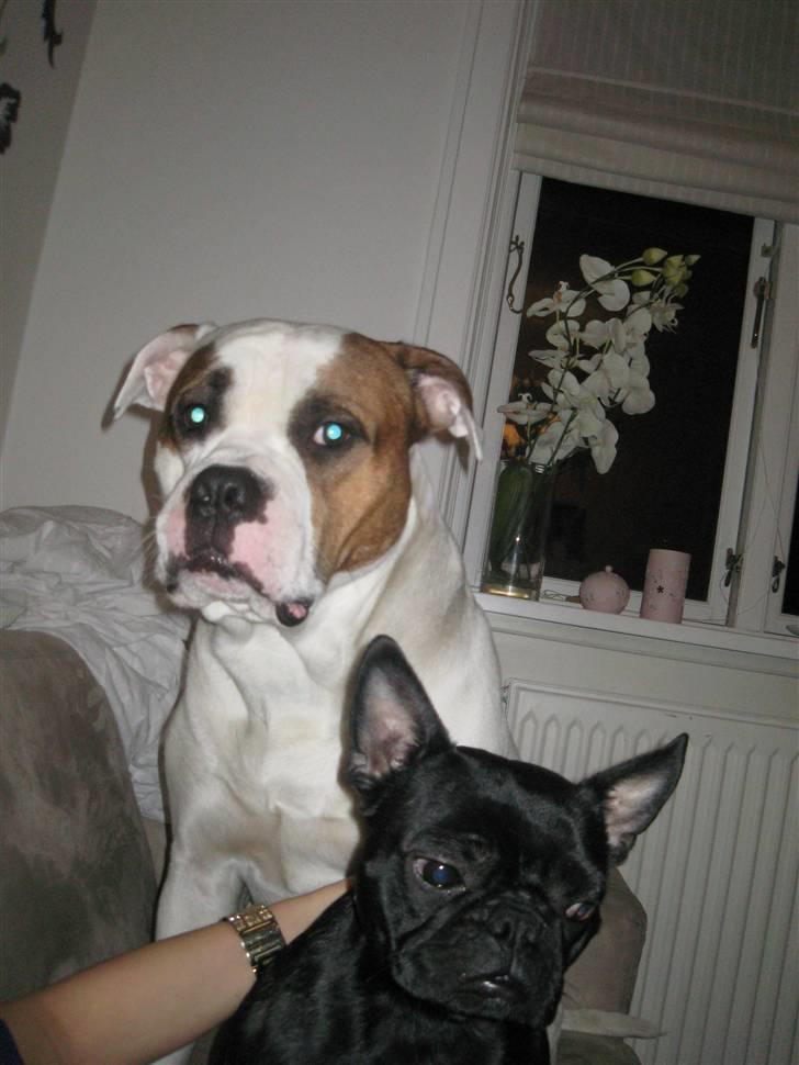 Louis, fransk bull/mops billede 2