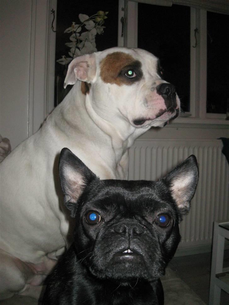 Louis, fransk bull/mops billede 3