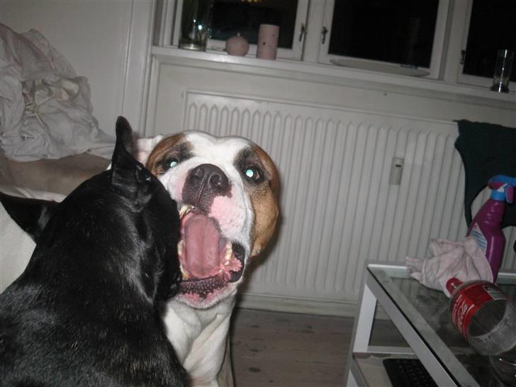 Louis, fransk bull/mops billede 4