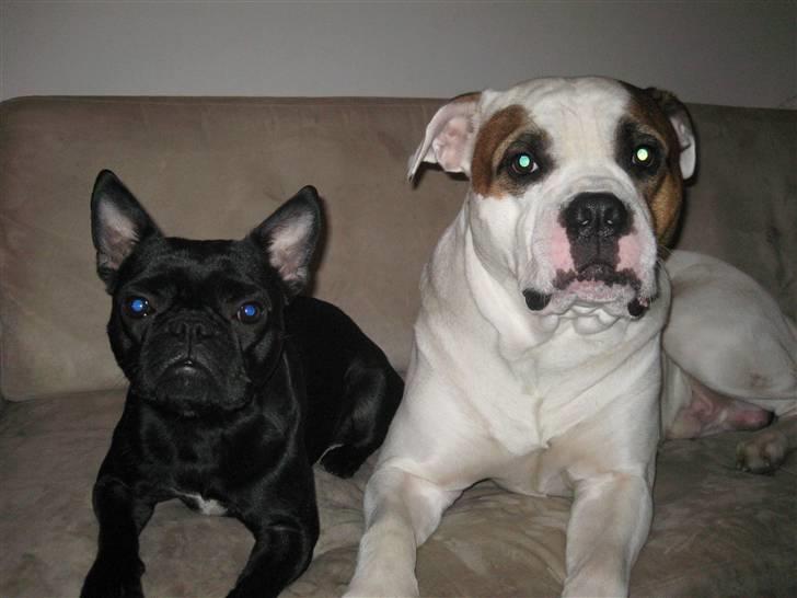 Louis, fransk bull/mops billede 6