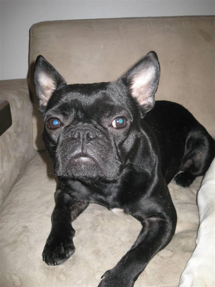 Louis, fransk bull/mops billede 7