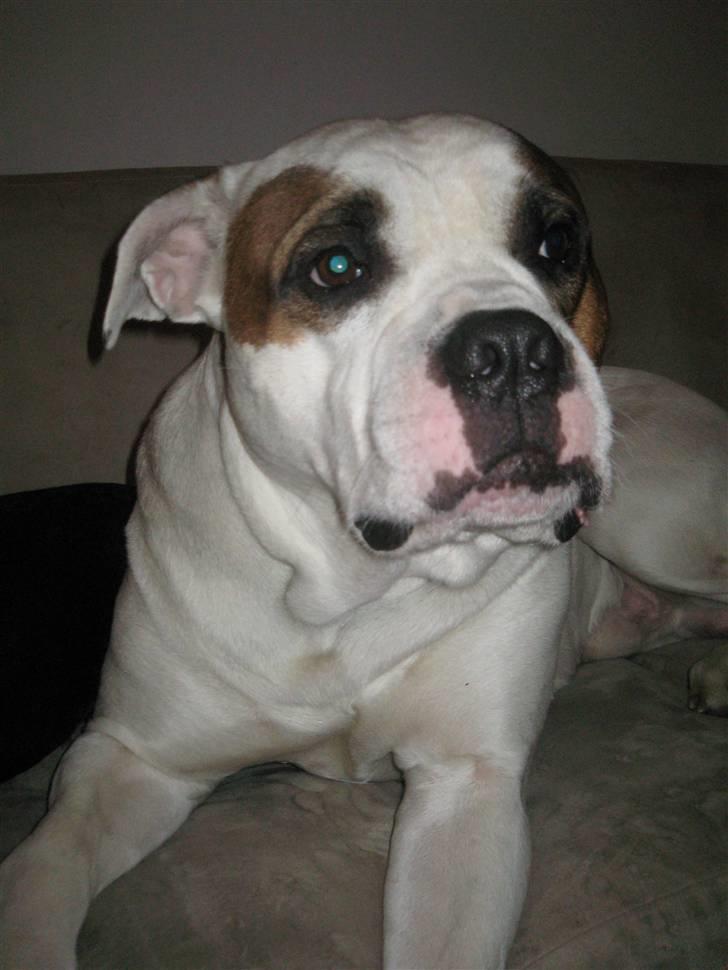 Louis, fransk bull/mops billede 8