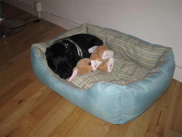 Louis, fransk bull/mops billede 9
