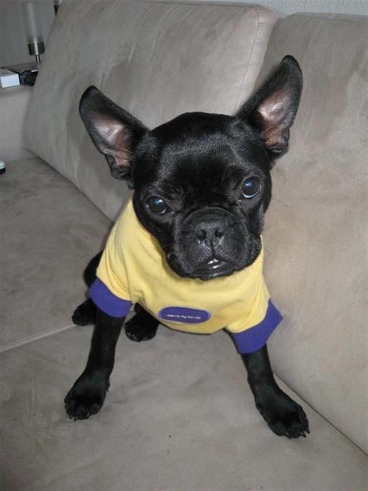Louis, fransk bull/mops billede 10