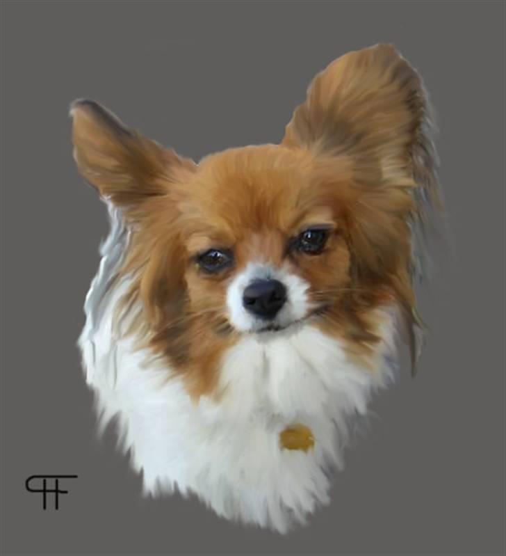 Tegninger af andres hunde - Papillon Bellamie. billede 266