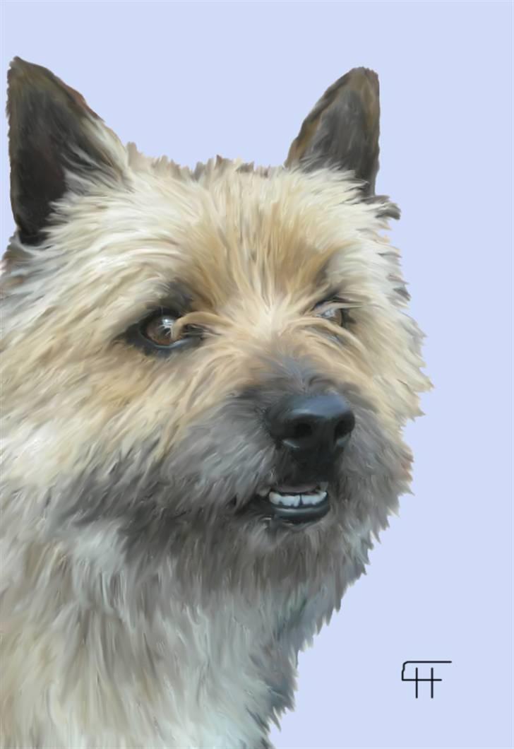 Tegninger af andres hunde - Cairn terrier Samson. billede 267