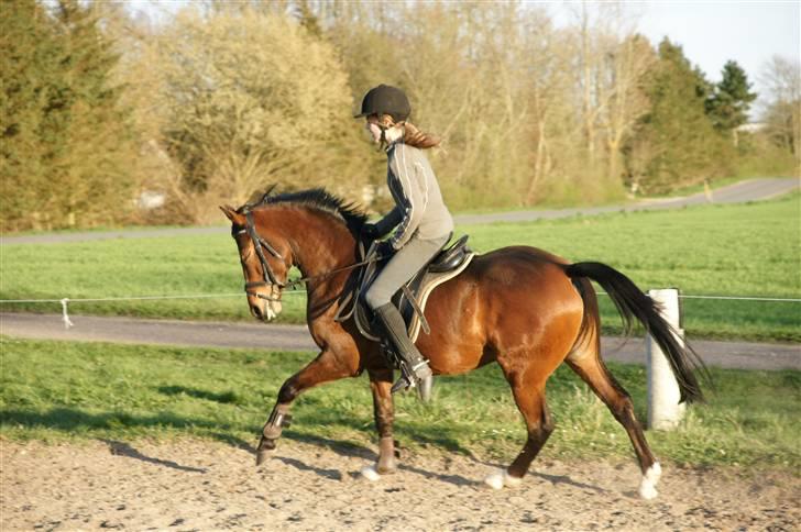 Verdens smukkeste pony ! <´3  billede 2