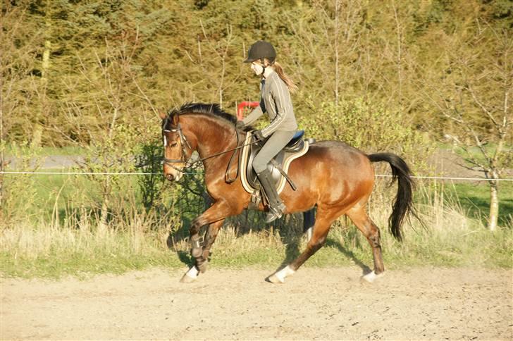 Verdens smukkeste pony ! <´3  billede 1