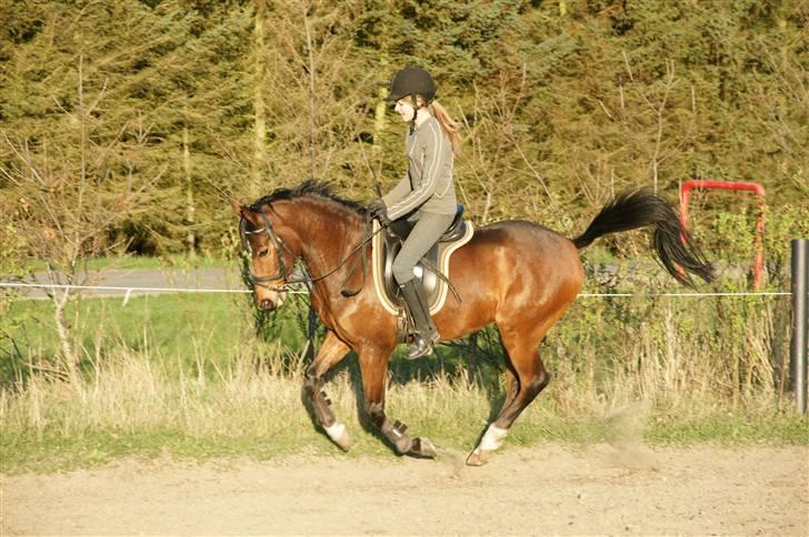 Verdens smukkeste pony ! <´3  billede 3