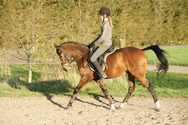 Verdens smukkeste pony ! <´3  billede 4