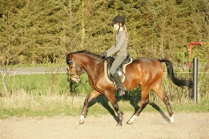 Verdens smukkeste pony ! <´3  billede 5