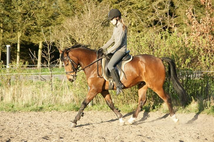 Verdens smukkeste pony ! <´3  billede 6