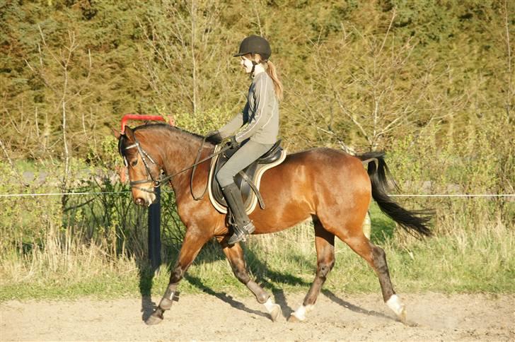 Verdens smukkeste pony ! <´3  billede 7