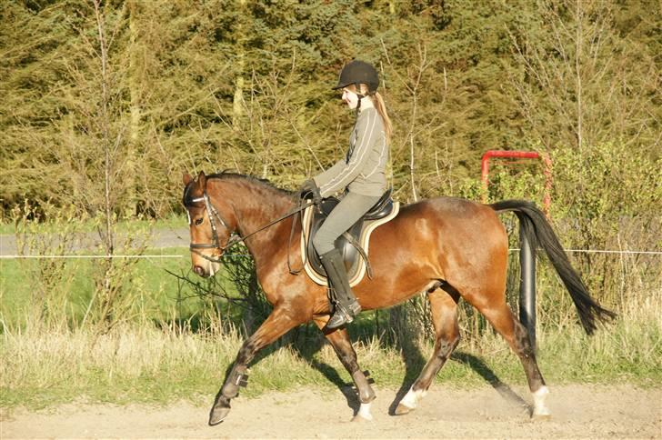 Verdens smukkeste pony ! <´3  billede 8