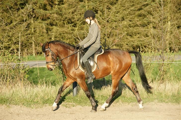 Verdens smukkeste pony ! <´3  billede 9