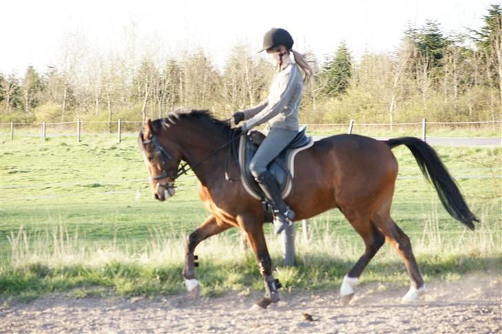 Verdens smukkeste pony ! <´3  billede 15