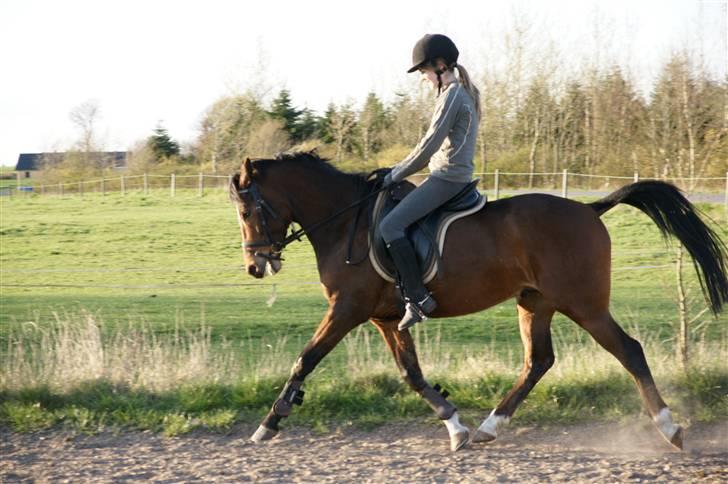 Verdens smukkeste pony ! <´3  billede 16