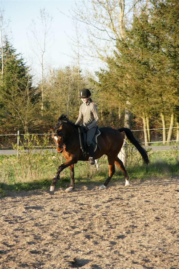 Verdens smukkeste pony ! <´3  billede 18