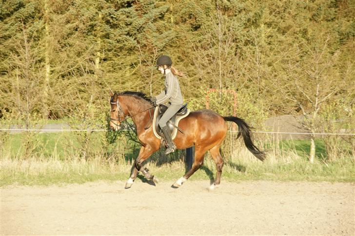 Verdens smukkeste pony ! <´3  billede 19