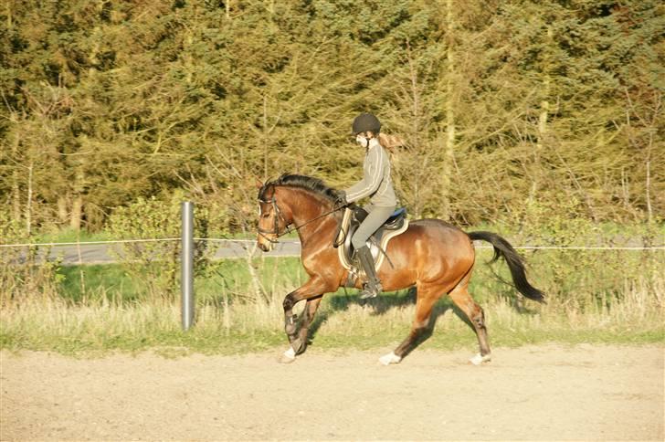 Verdens smukkeste pony ! <´3  billede 20