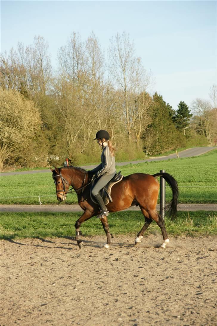 Verdens smukkeste pony ! <´3  billede 22