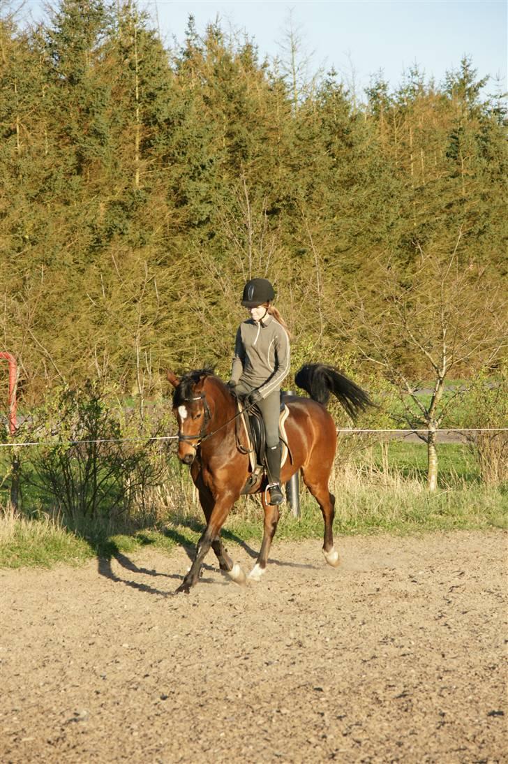 Verdens smukkeste pony ! <´3  billede 23