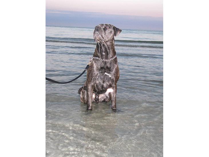 {{currentPhoto.altText}} billede {{currentPhoto.number}}