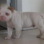 ABO's Jokerman- Hvalpe billeder