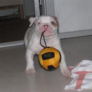 ABO's Jokerman- Hvalpe billeder